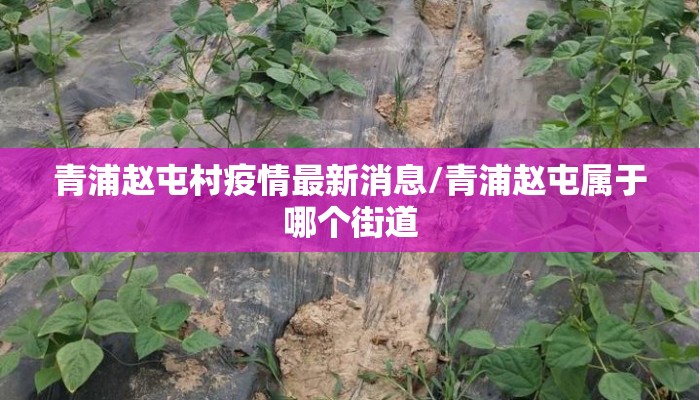 青浦赵屯村疫情最新消息/青浦赵屯属于哪个街道