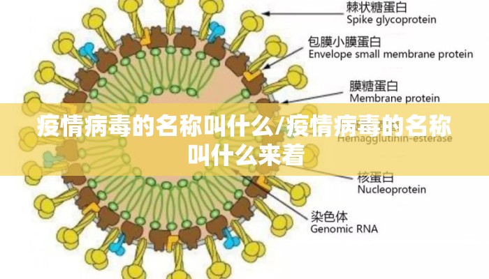疫情病毒的名称叫什么/疫情病毒的名称叫什么来着