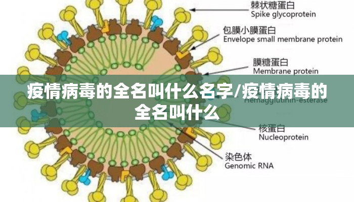 疫情病毒的全名叫什么名字/疫情病毒的全名叫什么