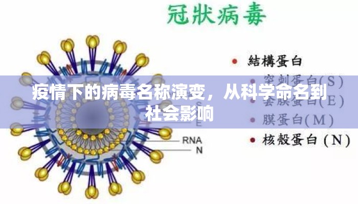 疫情下的病毒名称演变，从科学命名到社会影响