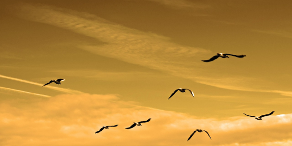 九分钟普及“免装麻将控制器怎么调”开挂详细教程 九分钟普及“免装麻将控制器怎么调”开挂详细教程