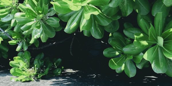 实测分析“麻将机便携式程控器”!曝光程控内幕