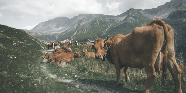 三分钟看懂！铂宣麻将机程序控牌器”(详细控牌教程)