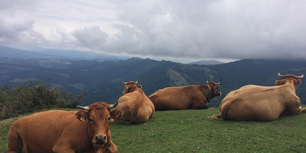 科普五款!微信斗牛牛有开挂吗”(曝光透视必备猫腻) 科普五款!微信斗牛牛有开挂吗”(曝光透视必备猫腻)