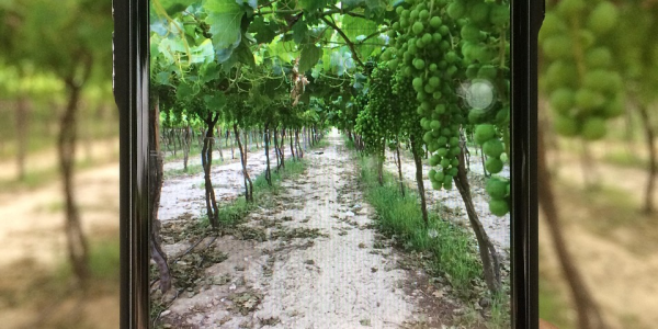 实测辅助“麻将机程序机手机控牌(手机控牌器是真的) 实测辅助“麻将机程序机手机控牌(手机控牌器是真的)