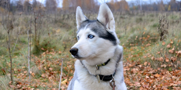 实测分析“麻将机程控器骰子半透明 (装挂怎么安装)