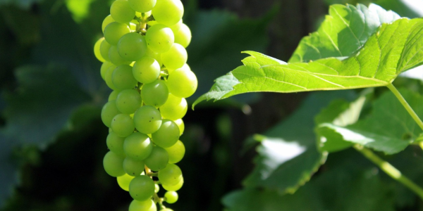 8分钟讲解!麻将机程控器在哪里买”推荐6个购买渠道 8分钟讲解!麻将机程控器在哪里买”推荐6个购买渠道